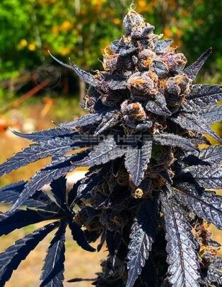 Exotic-genetix-jet-a_6fc0f1dd-ef11-4821-9388-093e8951a8f7.jpg
