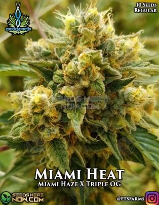 Miami Heat (regular) - Exotic Genetix