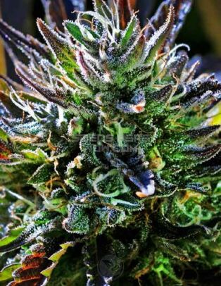 Cookie Monster (feminized) - Humboldt Seed Company