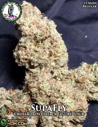 Supa Fly (regular) - Dominion Seed Company