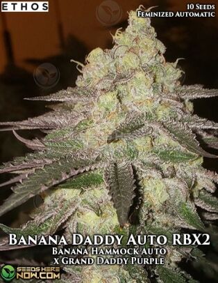 Banana Daddy Auto Rbx2 (autoflower) - Ethos Genetics