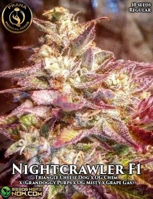 Nightcrawler (regular) - Prana Medical Seeds