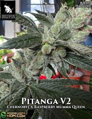 Pitanga V2 (feminized) - Heavy Dayze Genetics