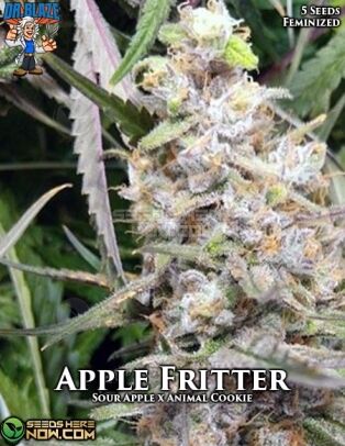 Apple Fritter S1 (feminized) - Dr. Blaze