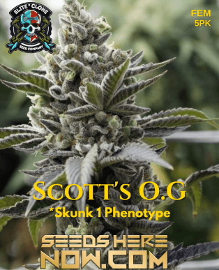 Scott's Og S1 (feminized) - Elite Clone Seed Company