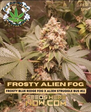 Frosty Alien Fog (feminized) - Eazy Daze Cultivators