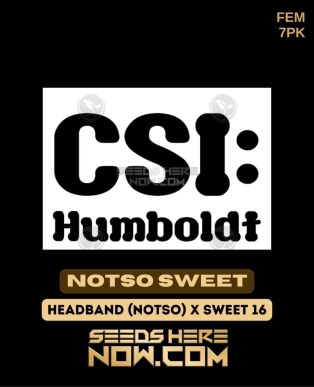 Notso Sweet (feminized) - Csi Humboldt