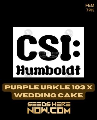 Purple Urkle 103 X Wedding Cake (feminized) - Csi Humboldt