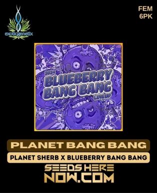 Planet Bang Bang (feminized) - Exotic Genetix