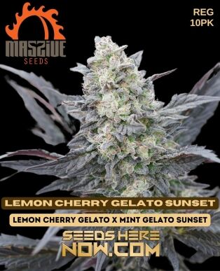 Lemon Cherry Gelato Sunset (regular) - Massive Seeds