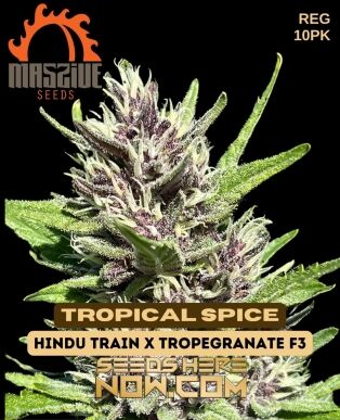 Tropical Spice (regular) - Massive Seeds