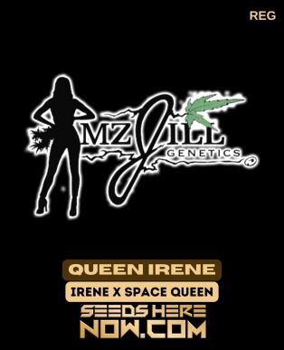 Queen Irene (regular) - Mz Jill Genetics