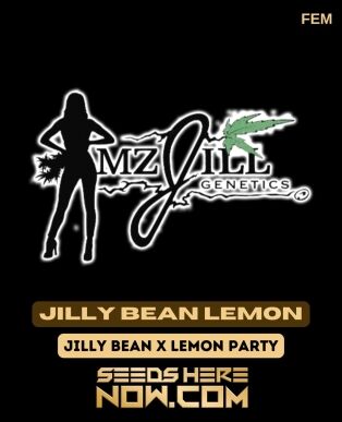 Jilly Bean Lemon (feminized) - Mz Jill Genetics