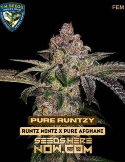 Pure Runtzy (Feminized) (space) T.H. Seeds