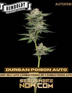 Durban Poison Auto (Autoflower) (space) Humboldt Seed Company