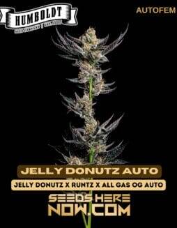 Jelly Donutz Auto (Autoflower) (space) Humboldt Seed Company