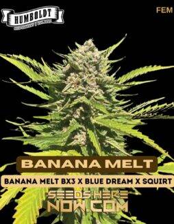 Banana Melt (Feminized) (space) Humboldt Seed Company