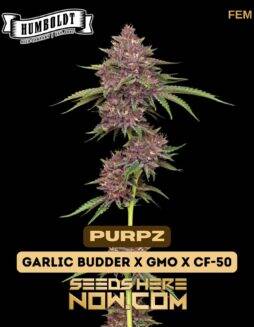 Purpz (Feminized) (space) Humboldt Seed Company