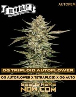OG Triploid Auto (Autoflower) (space) Humboldt Seed Company
