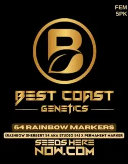Feminized 54 Rainbow Markers cannabis seeds by Best Coast Genetics featuring high THC and hybrid dominance