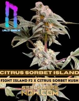Citrus Sorbet Island (Regular) (space) Uruz Seeds