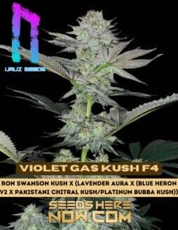 Violet Gas Kush F4 (Regular) (space) Uruz Seeds