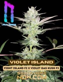 Violet Island (Regular) (space) Uruz Seeds