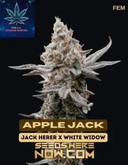 Apple Jack S1 Feminized Cannabis Seeds by Pure XX featuring Jack Herer and White Widow lineage