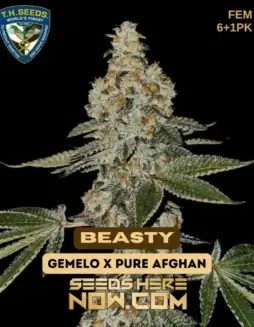 Beasty Bonus Pack Feminized Cannabis Seeds by T.H. Seeds