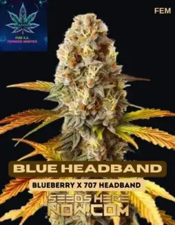 Blue Headband Cannabis Seeds (space) Berry, Citrus, Pine Flavors