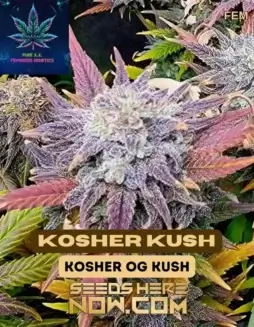 Kosher Kush S1 Feminized Seeds (space) High THC Indica Strain