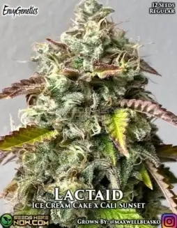 Lactaid Cannabis Seeds from Envy Genetics featuring Ice Cream Cake and Cali Sunset lineage