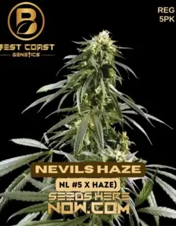 Nevils Haze Cannabis Seeds (space) Sativa Dominant Strain by Best Coast Genetics