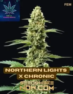 Northern Lights x Chronic Feminized Seeds by Pure XX