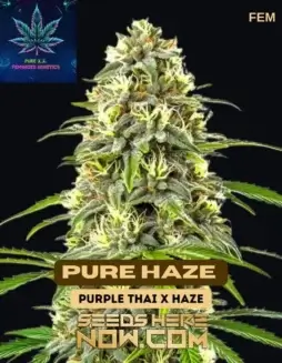 Close(space)up of Pure Haze Feminized Seeds from Pure XX