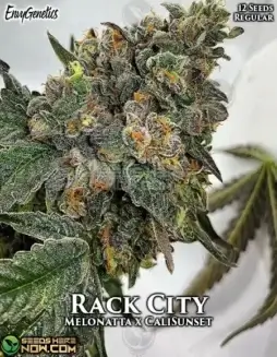 Rack City Cannabis Seeds by Envy Genetics featuring Melonatta and Cali Sunset strains
