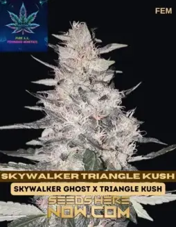 Skywalker Triangle Kush S1 (space) Intergalactic Indica(space)dominant feminized cannabis seeds