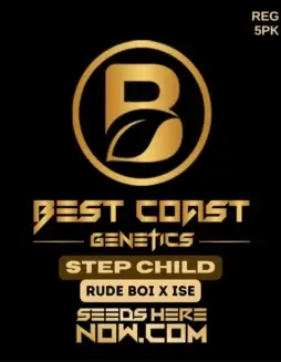 Step Child Regular Cannabis Seeds by Best Coast Genetics featuring RudeBoi OG x ISE