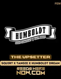 The Upsetter Feminized Cannabis Seeds by Humboldt Seed Company featuring dense, resin(space)coated buds with vibrant citrus and tropical fruit aromas