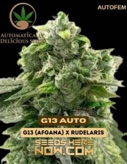 G13 Auto (Autoflower) (space) Automatically Delicious