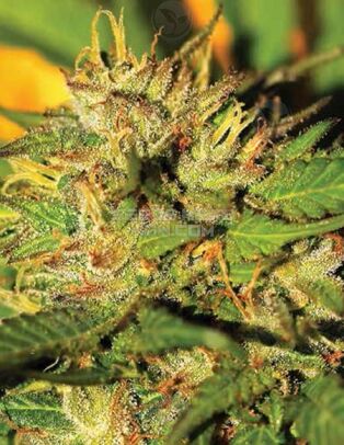 Humboldt Headband (Feminized) (space) Humboldt Seed Company