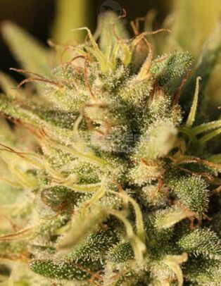 Royal Highness (Feminized) (space) Humboldt Seed Company
