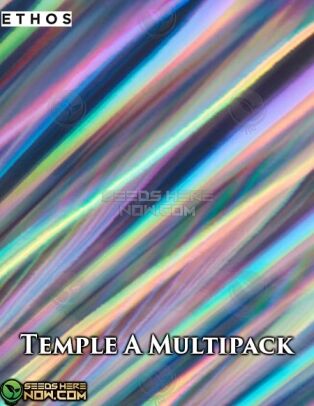 Temple Kush F2 A Multipack(space)10 (Regular) (space) Ethos Genetics