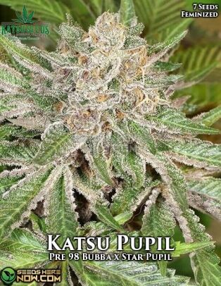Katsu Pupil (Feminized) (space) Katsu Seeds