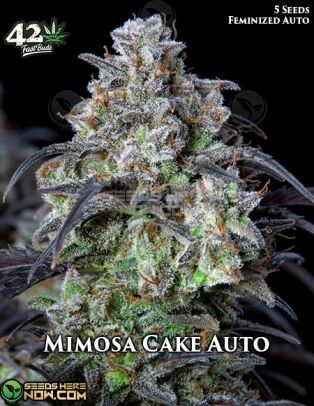 Mimosa Cake Auto (Autoflower) (space) Fast Buds