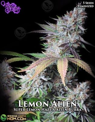 Lemon Alien (Feminized) (space) La Plata Labs