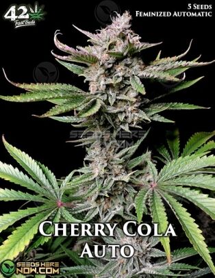 Cherry Cola Auto (Autoflower) (space) Fast Buds