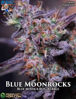 Blue Moonrocks S1 (Feminized) (space) Dr. Blaze