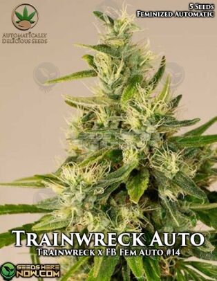 Trainwreck Auto (Autoflower) (space) Automatically Delicious