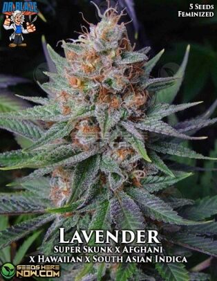 Lavender S1 (Feminized) (space) Dr. Blaze